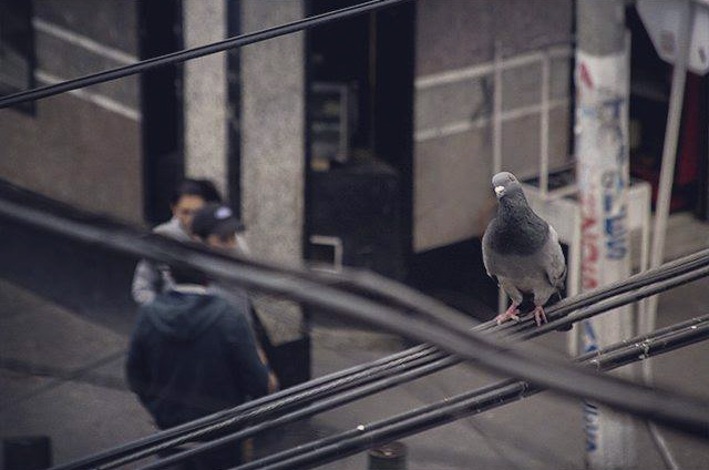 Ratas Voladoras